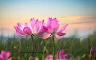 伦理审查-伦理审查，确保研究与实践的道德基石